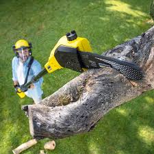 Best Arborist Consultation Services  in Oxnard, CA